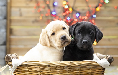 Hvolpar við jólaljós